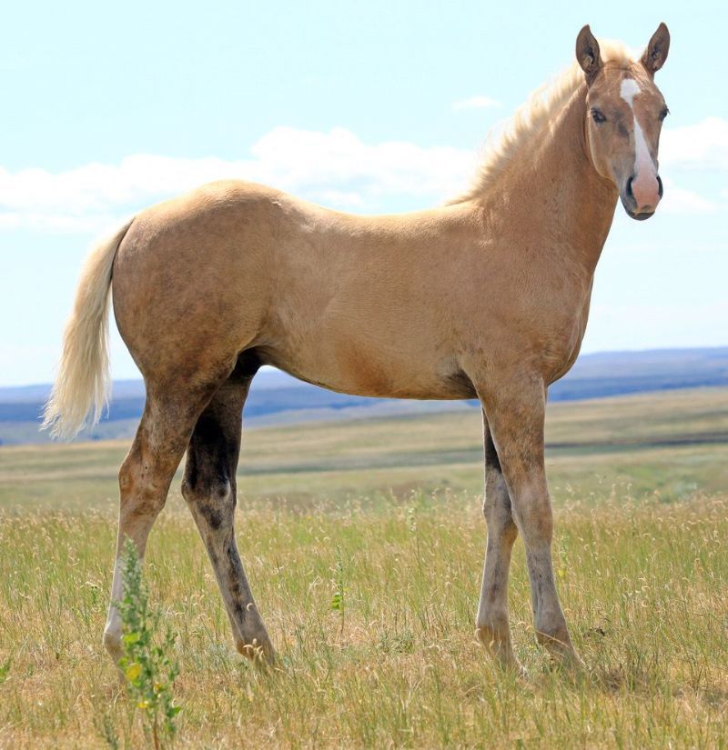 032 - Kingette Shiner colt